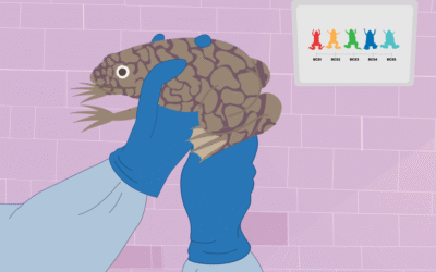 Dr Leonie Tix | A New Way to Assess Frog Health for Ethical Animal-based Research