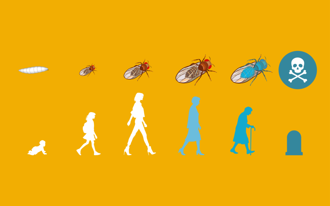 Dr Michael Rera | Smurf and Death: Understanding the Phasing of Aging