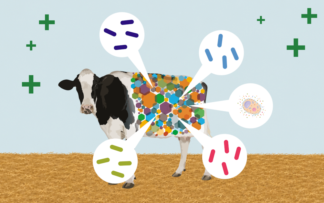 Stacking Bacillus Species for Better Performance